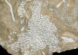 Ordovician Bryozoans (Chasmatopora) Plate - Estonia #47447-1